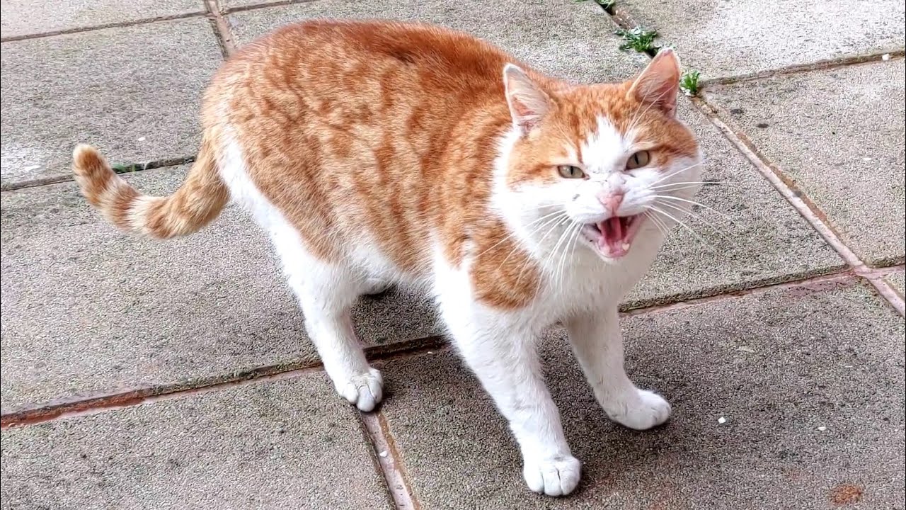 Stray Cat Meows & Hisses At Me | 8K ｜ 世界のカワイイ 猫ちゃん動画 まとめ サイト