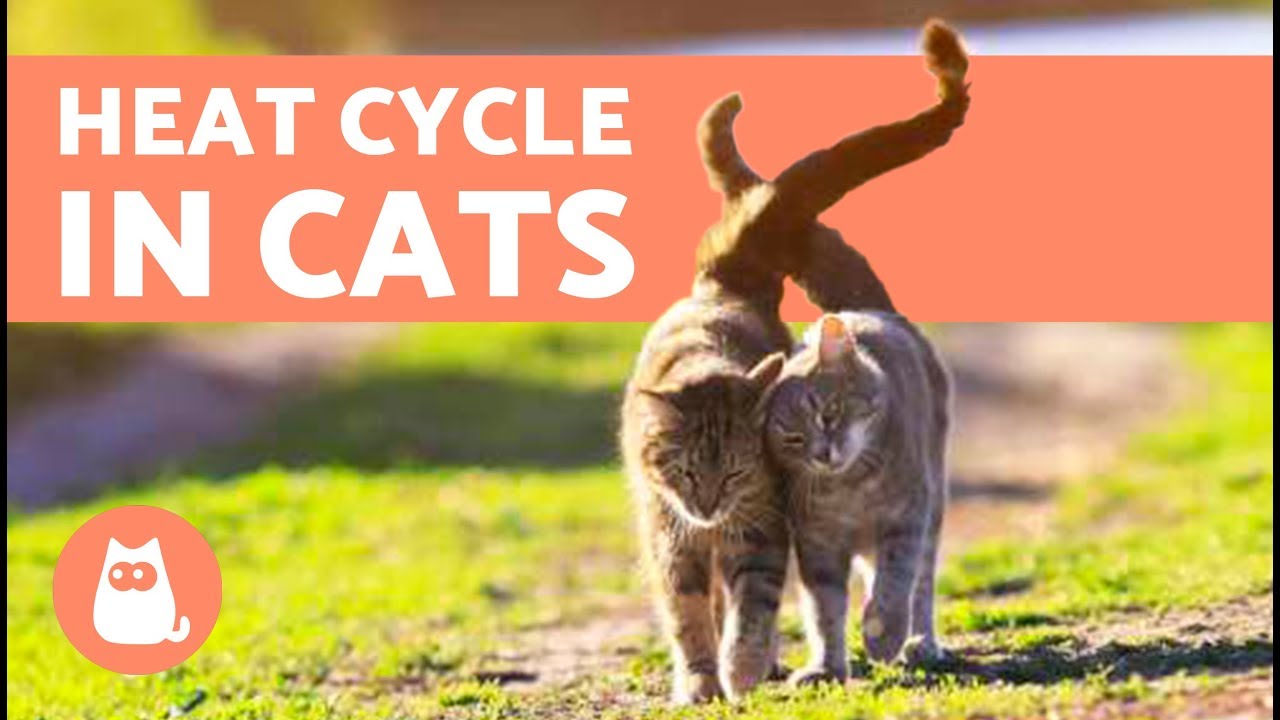 How do I know if My Cat is in Heat? Symptoms and What to do ｜ 世界のカワイイ 猫