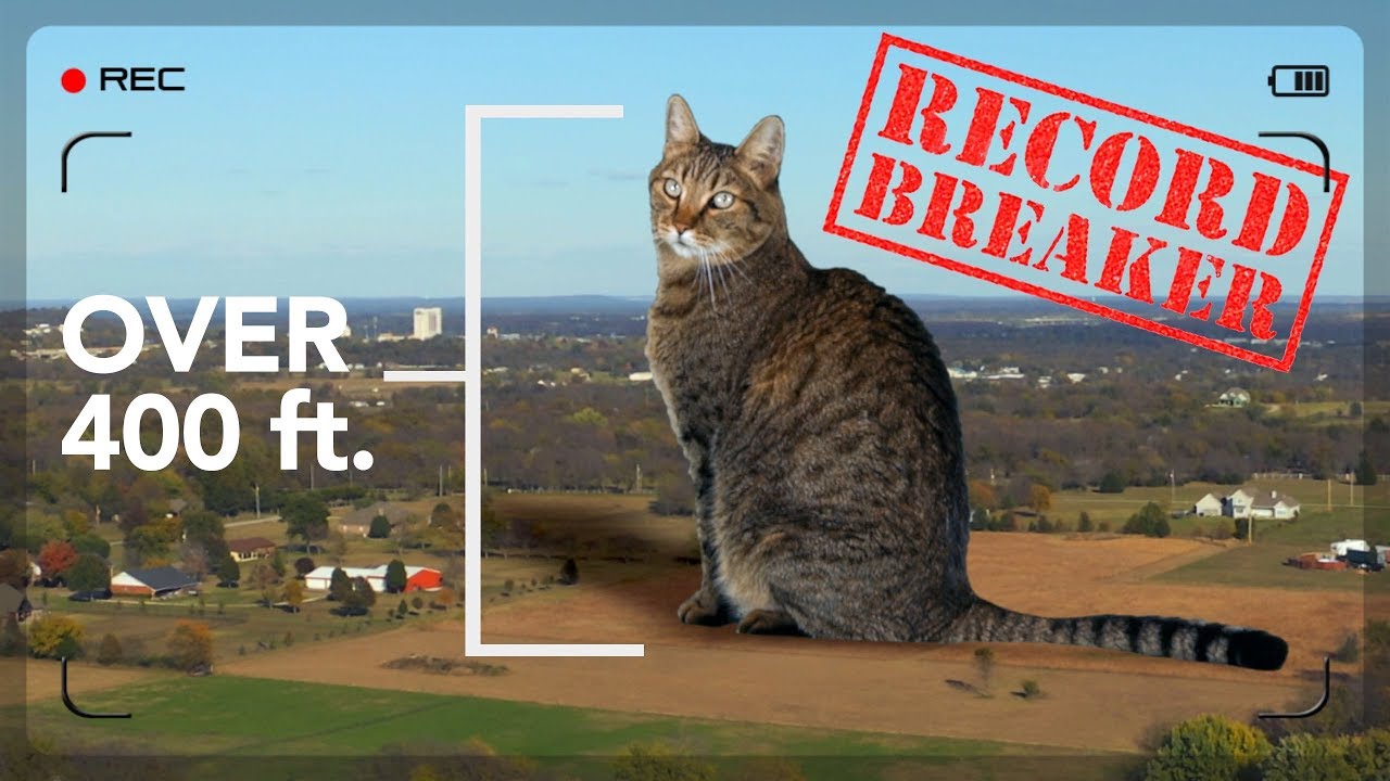 Worlds Biggest House Cat Giant, Cute and Mean ｜ 世界のカワイイ 猫ちゃん動画 まとめ サイト