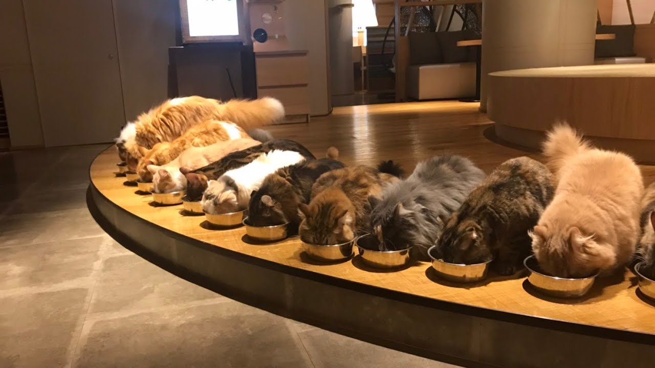 Japan’s largest cat cafe in Kabukicho, Shinjuku, Tokyo was a relaxing