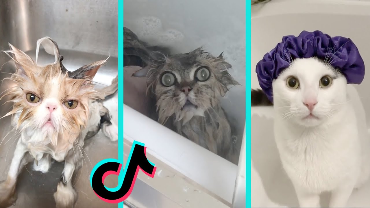 Cat vs Bath time Funny Cats Bathing Compilation Tiktok Compilation