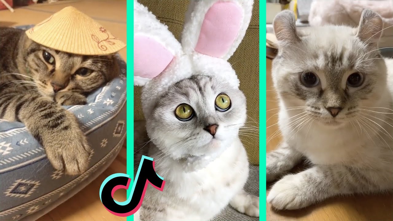 kore-nani-neko-tiktok-cat-compilation-afuneko-song