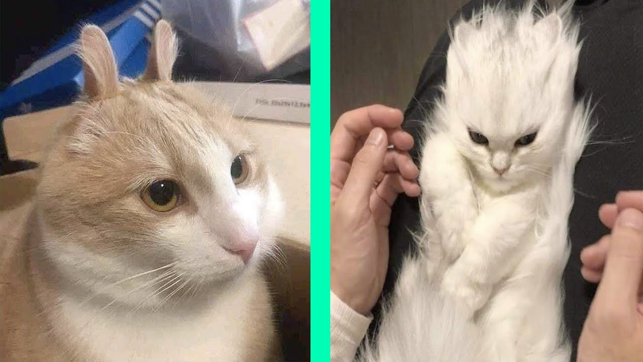 BEST DANK CAT MEMES COMPILATION OF 2021 #1 | Funny Cat Compilation ｜ 世界