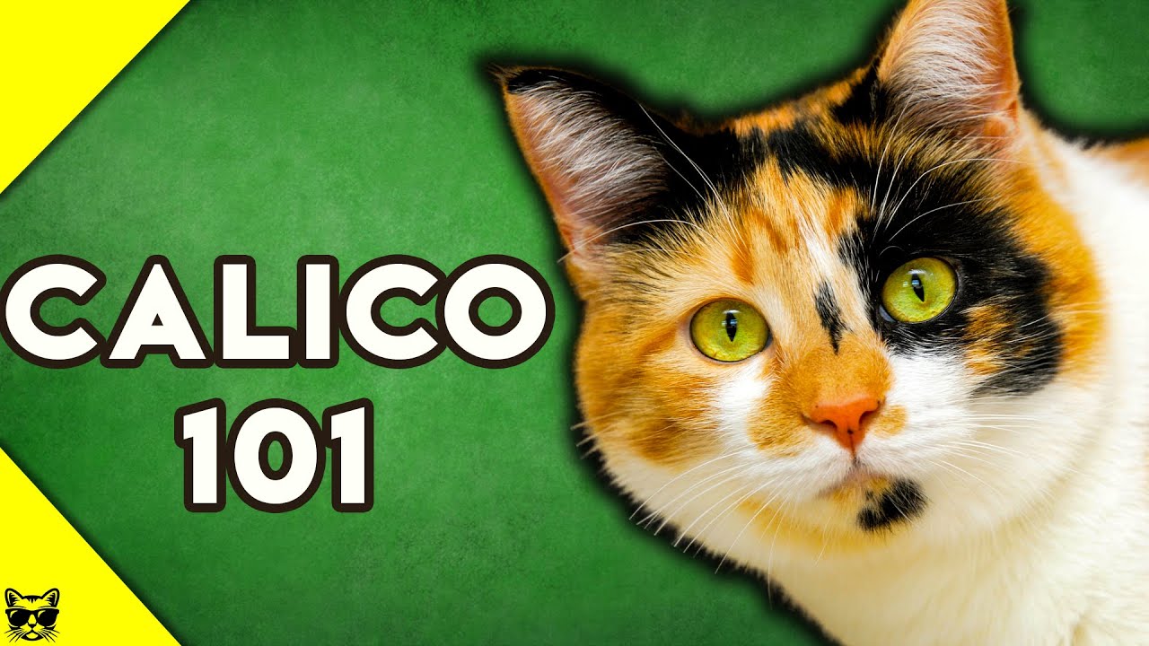 Calico Cats 101 Everything You Need To Know About Calico Cats ｜ 世界の