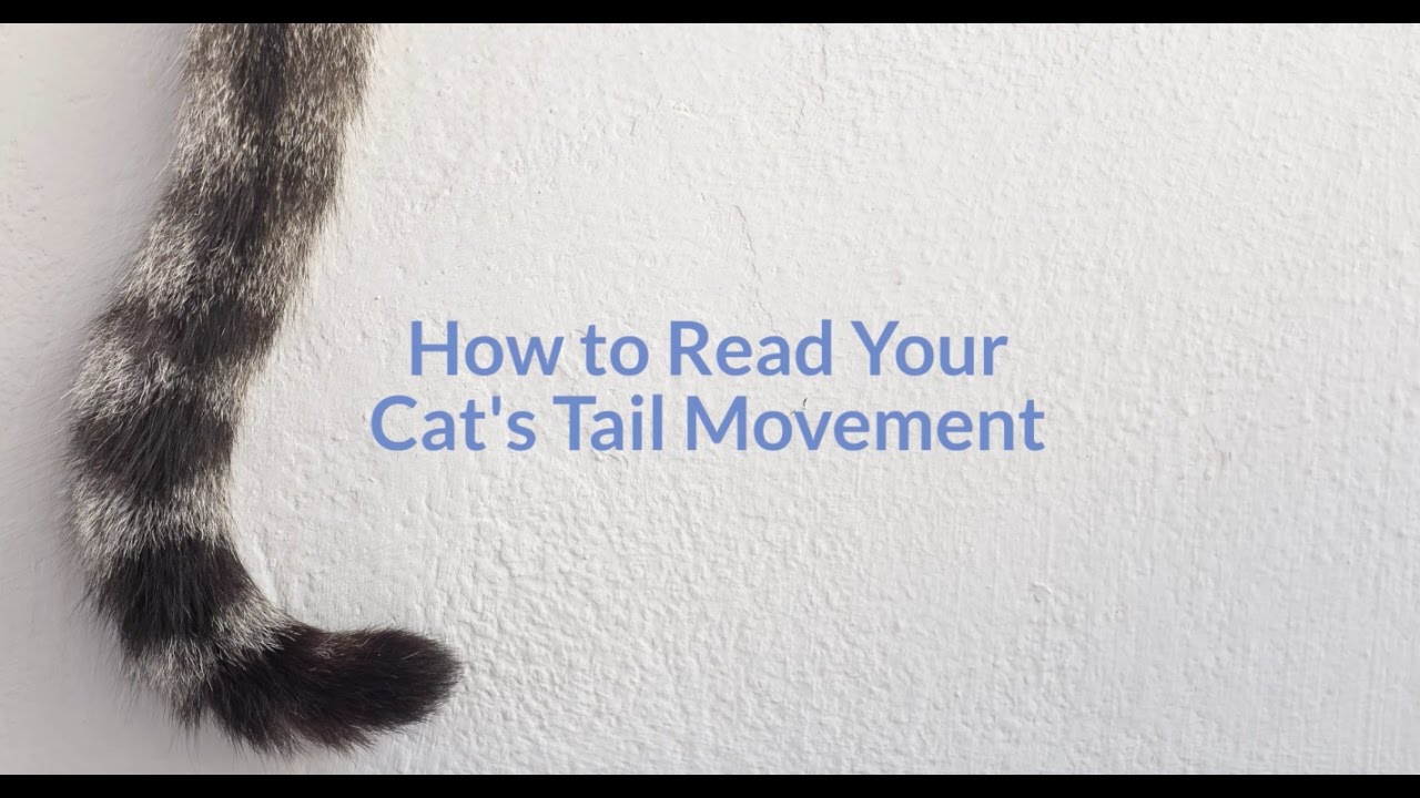 How To Read Your Cat’s Tail Movement ｜ 世界のカワイイ 猫ちゃん動画