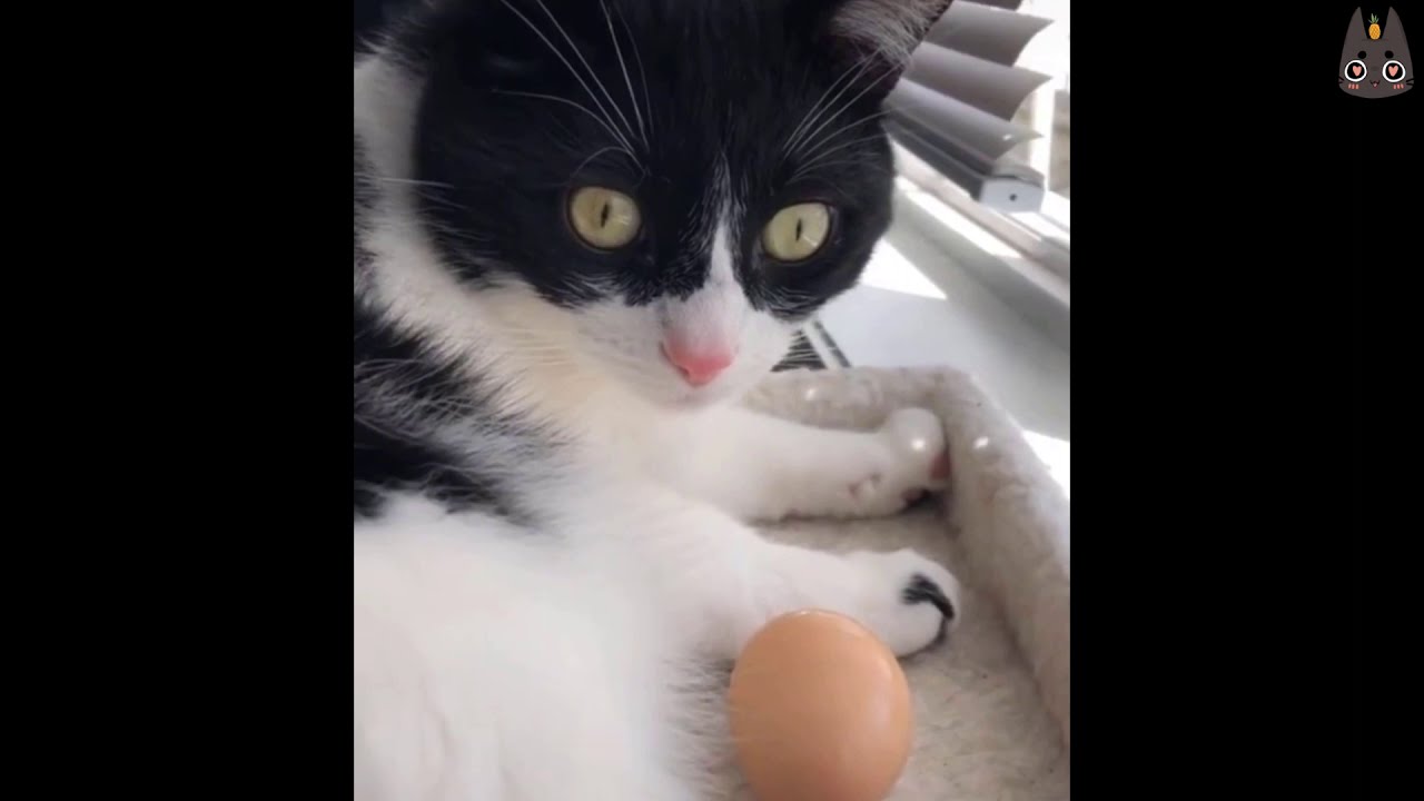 What Happens When You Give a Cat an Egg? (A compilation) ｜ 世界のカワイイ 猫ちゃん動画 まとめ サイト