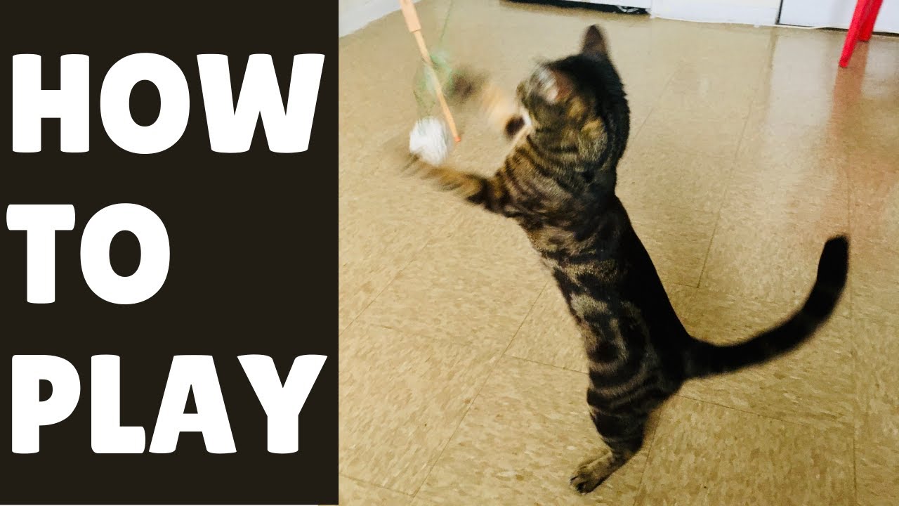 How I Get My Cat to Play with Me EVERY DAY (Pro Secrets) ｜ 世界のカワイイ 猫ちゃん
