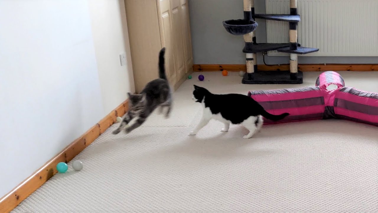 Cat Wiggles Butt Before Pouncing 4K ｜ 世界のカワイイ 猫ちゃん動画 まとめ サイト