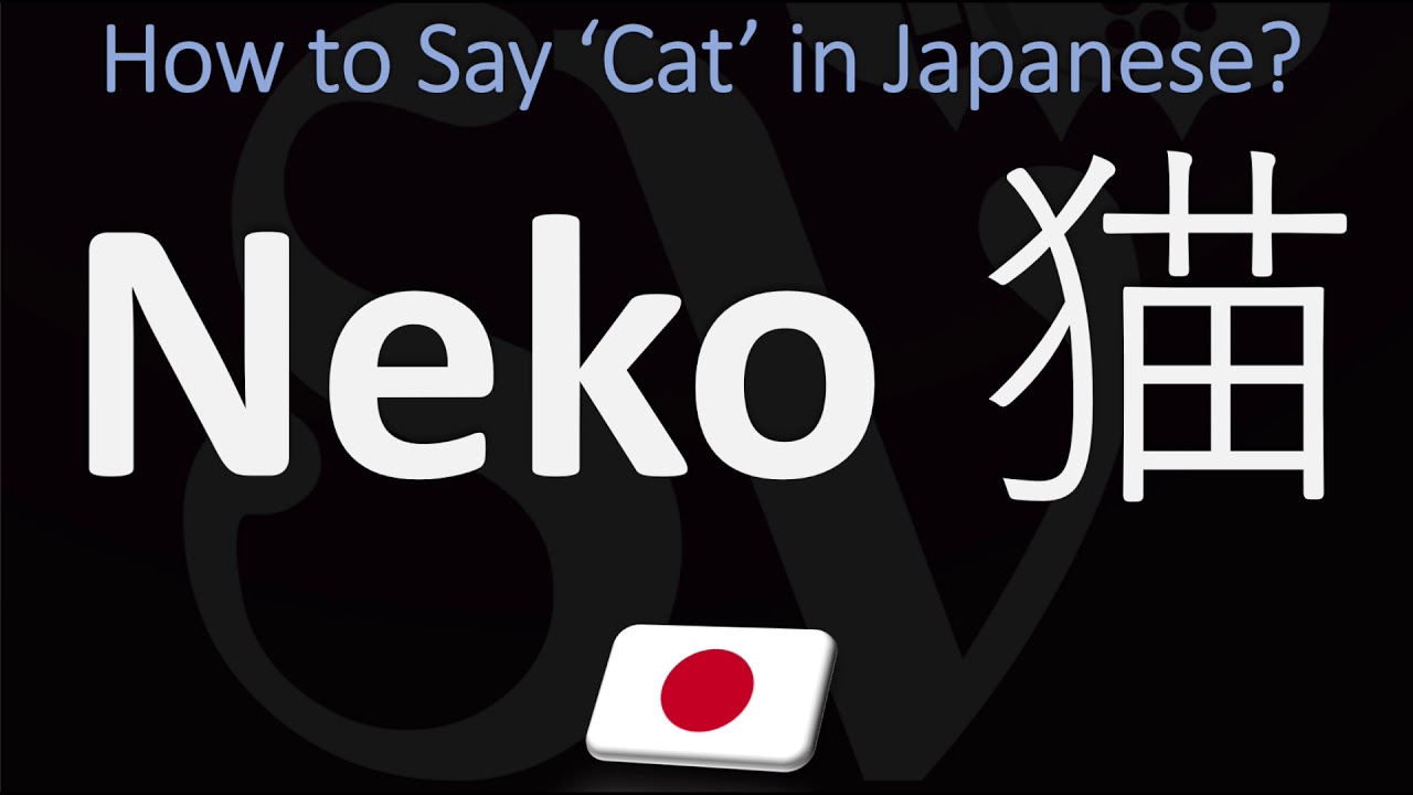 how-to-pronounce-neko-how-to-say-cat-in-japanese